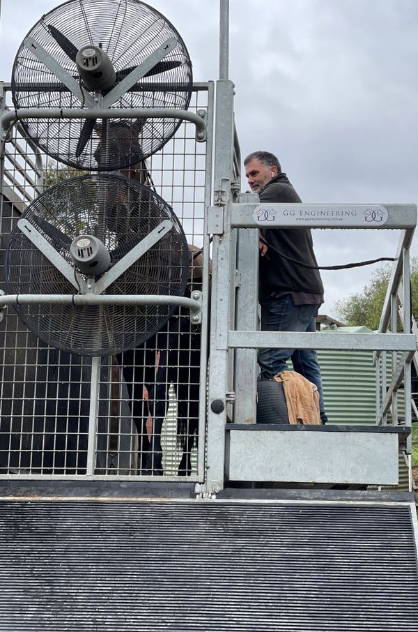 Thoroughbred racehorse pre-training