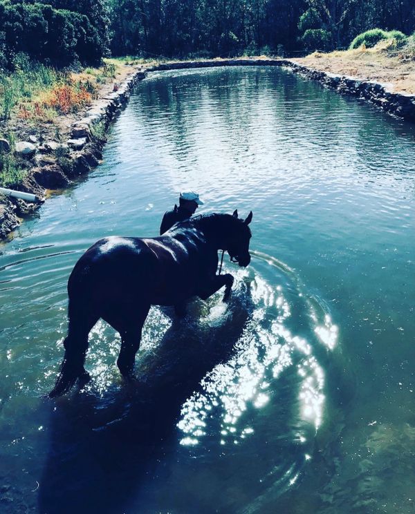 Showing a young horse the pool for the first time