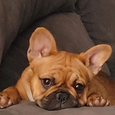 Sweet, kind, and smart, she has too many perfect traits to mention! ๐๐๐พ A true gem! โจ๐