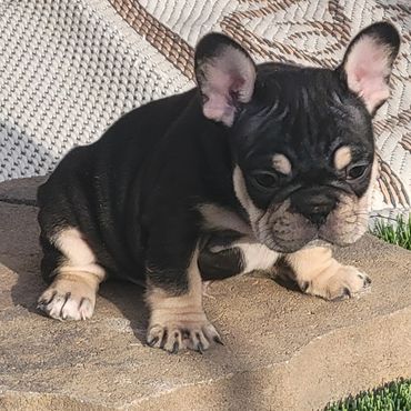 Tucker ~ Adopted to a loving family and thriving!