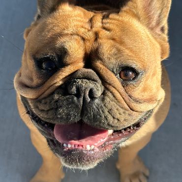 ๐พ Meet Mama Charlotte! โค๏ธ She's loving, kind, and also an impressive soccer player! โฝ๏ธ๐ถ