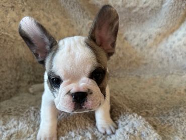 โจ๐พ Meet Paxton! ๐ถ๐
Heโs living his best life! ๐ก๐Everyone he meets absolutely loves him! ๐ฅฐ๐พ๐