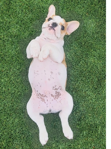 Reacher, aka Bubba! ๐พ Living his best life with his loving furever family! โค๏ธ๐ถโจ