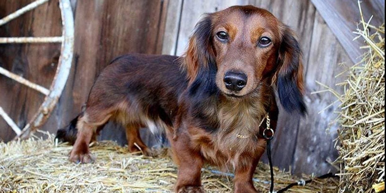Ontario Dachshund breeder, Mini Long-Haired Dachshunds at Dacski Kennels Ontario, Miniature Dachshunds