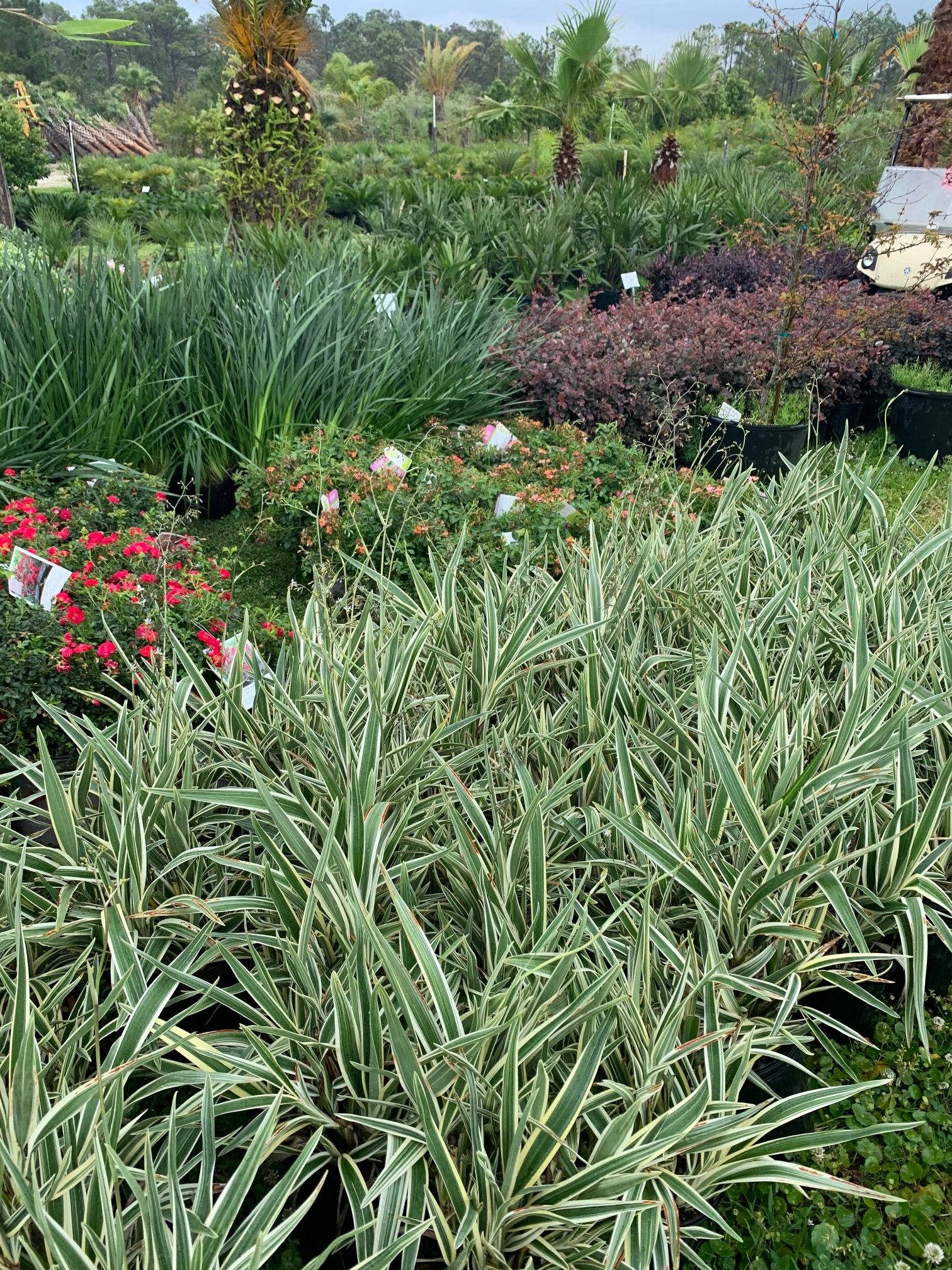 Beach Nursery Inc Plant Nursery Panama City Beach, Florida