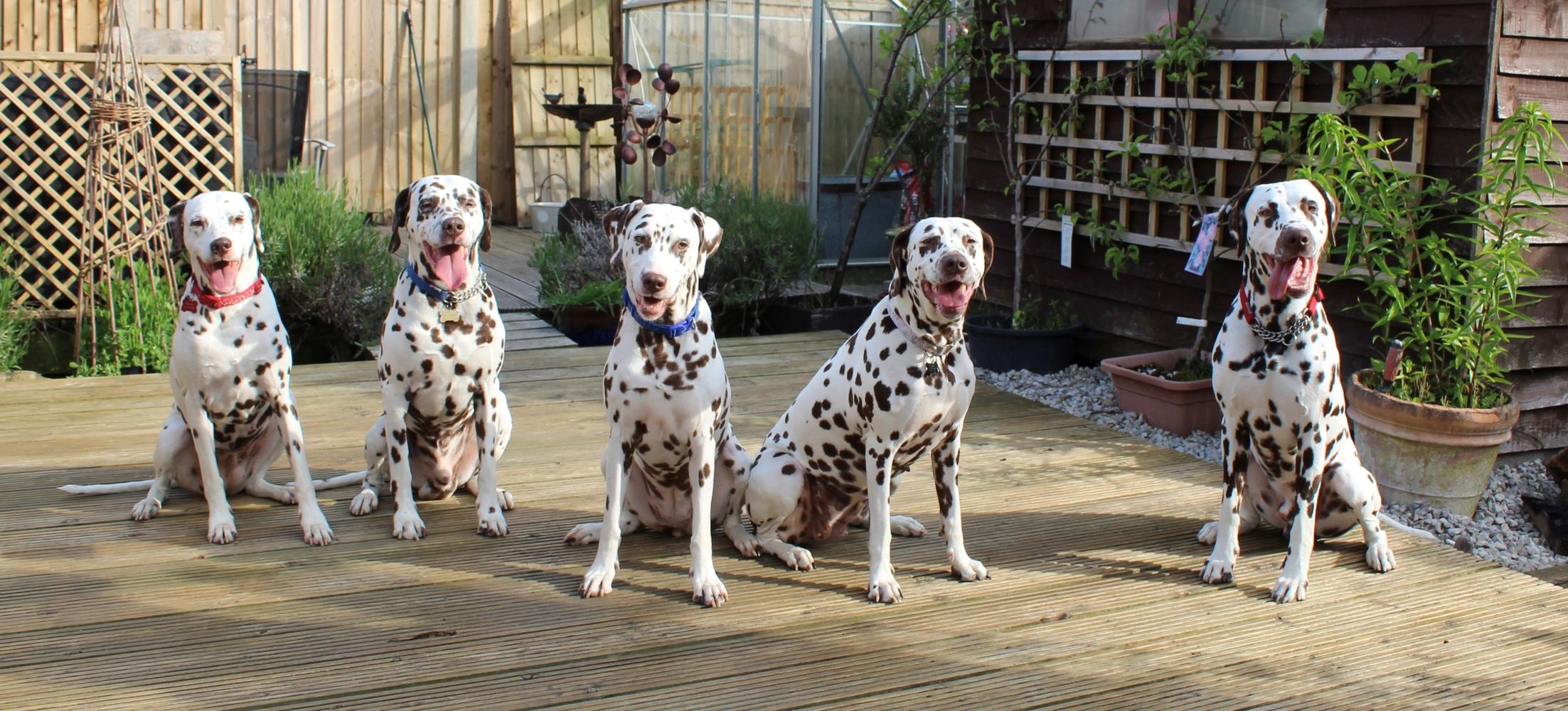 Dalmark and Dalberry family