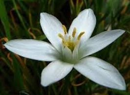 Star of Bethlehem Bach Flower Remedy