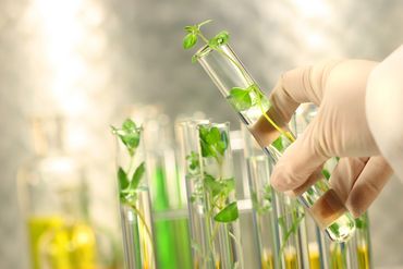 Tissue culture is an up-to-date technique to ensure clean plants for agriculture.