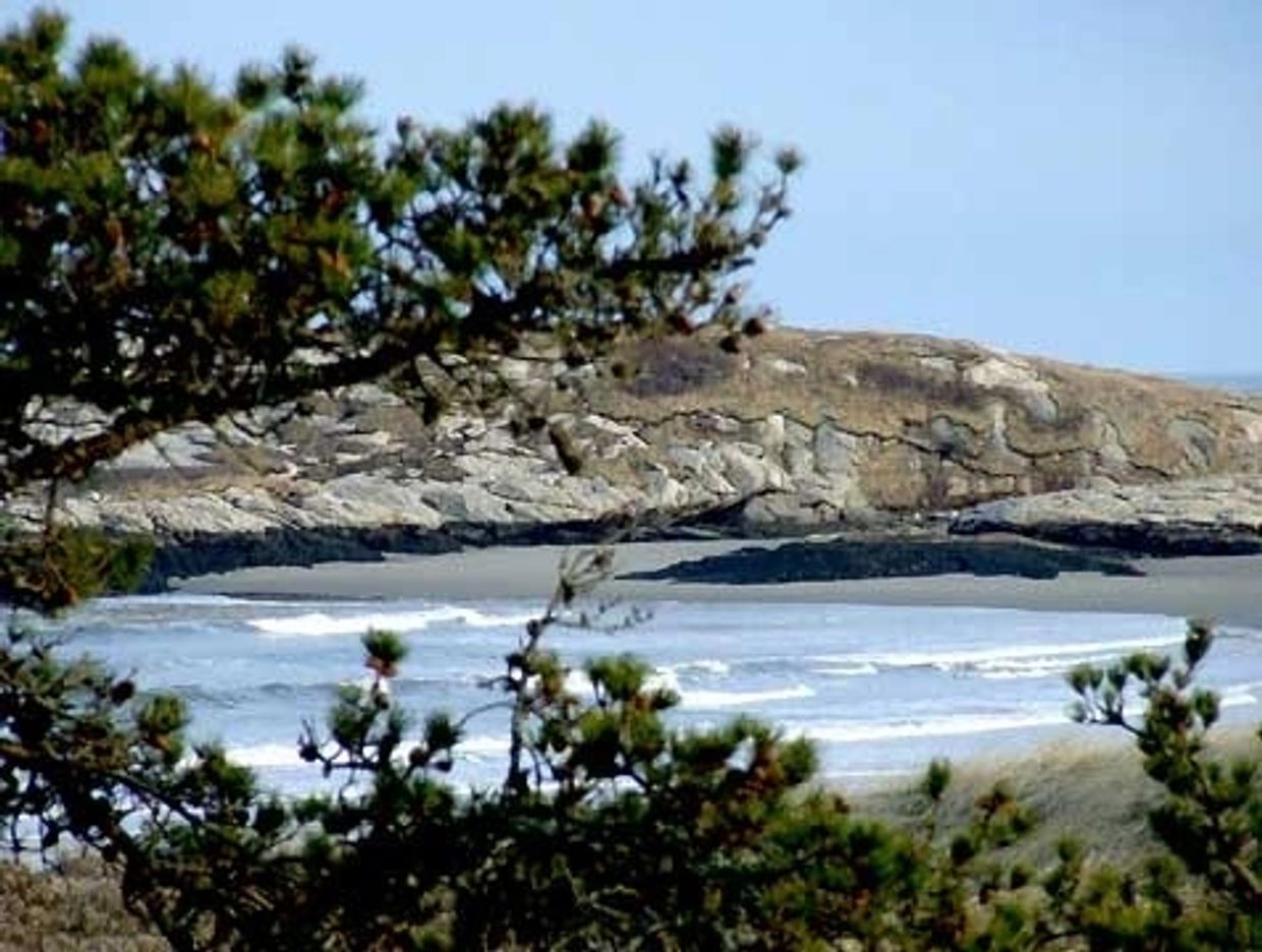 Close up of pine trees, ledges, and ocean at Popham Beach State Park, Phippsburg, Maine / Andrea Bra