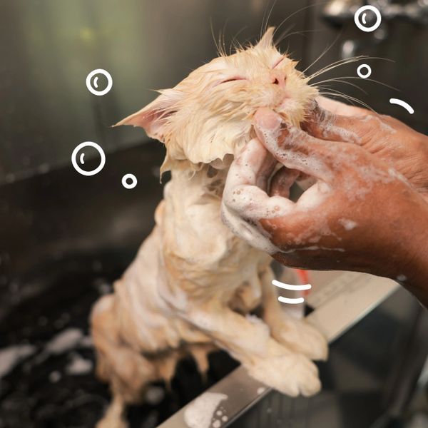 A cat enjoying a gentle bath with soapy hands.