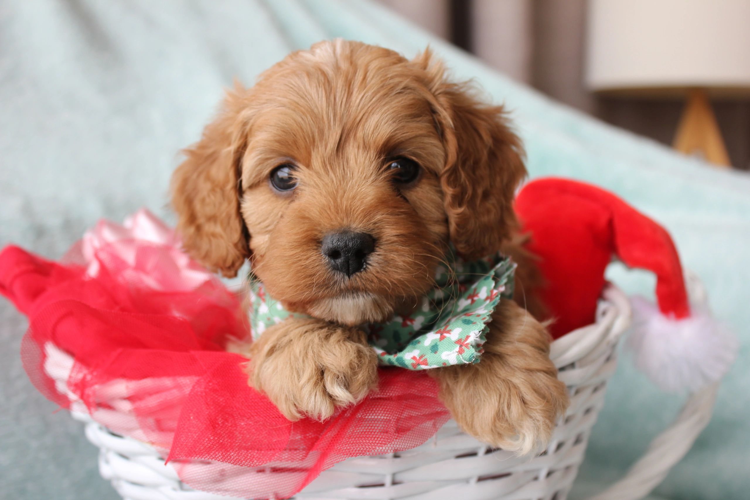 cavoodle puppies cost