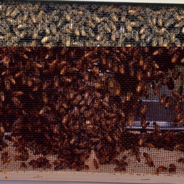 Bee's