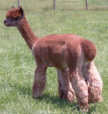 Alpaca grazing in pasture at Alpaca Sunrise Farm in Medina County, Ohio natural crispy fiber