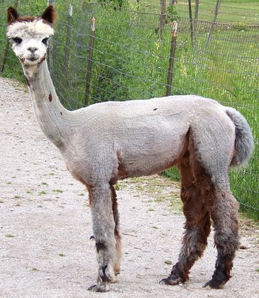 Sheared gray alpaca on sunny spring day at our Medina County farm stunning grey yarn