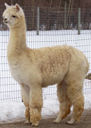 Alpacas standing in the snow in dry lot off barn. Soft white alpaca fiber used for hand-spun yarn.