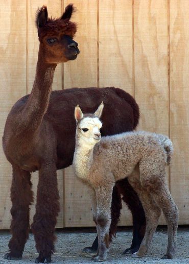 Newborn cria (baby alpaca) with mother at Alpaca Sunrise Farm, Medina, Ohio