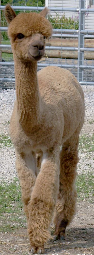 Yearling Alpaca chewing hay – friendly farm animals at Alpaca Sunrise Farm