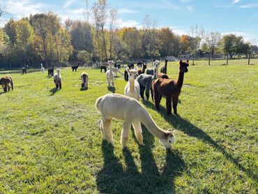 Soft alpaca scarves warm mittens natural alpaca fertilizer Ohio. USA-made sustainable perfect gifts