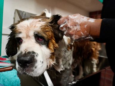 A dog being washed