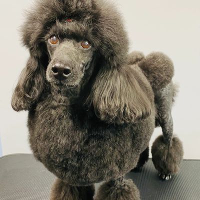 Groom on a miniature poodle 