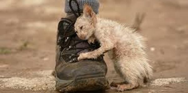 Dirty kitten snuggling a boot on a dirty ground.
