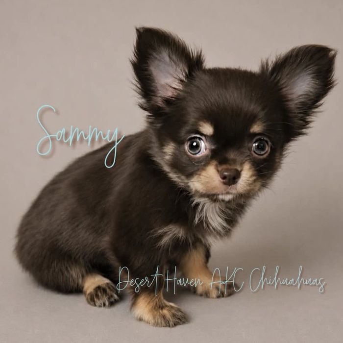Champion sired chocolate long coat Chihuahua male named Sammy bred by Desert Haven AKC Chihuahuas