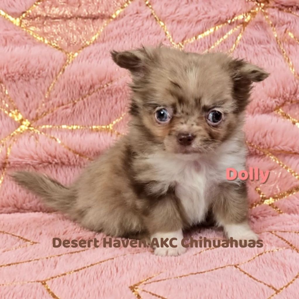 Cute tiny Chihuahua puppy named Dolly on a pink blanket.