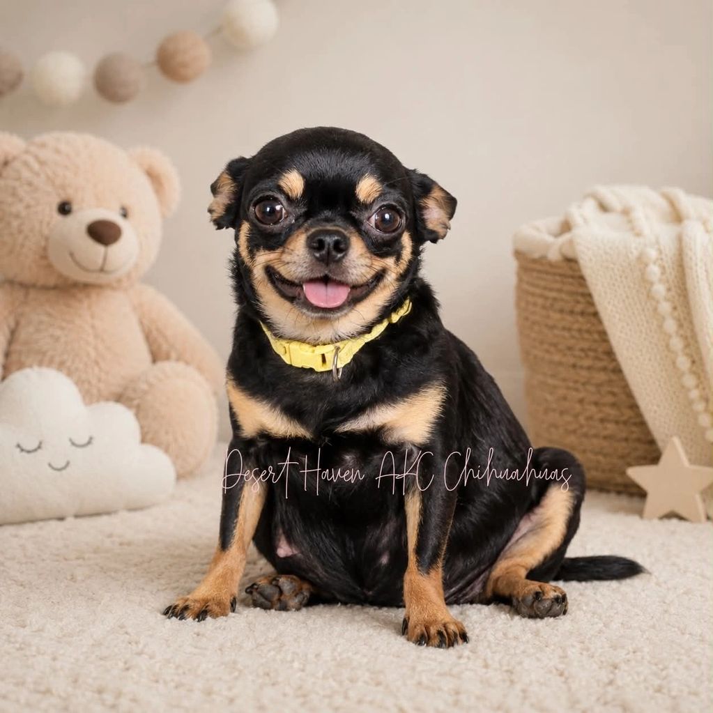 Pregnant AKC Chihuahua female black and tan in color owned by Desert Haven AKC Chihuahuas of Arizona
