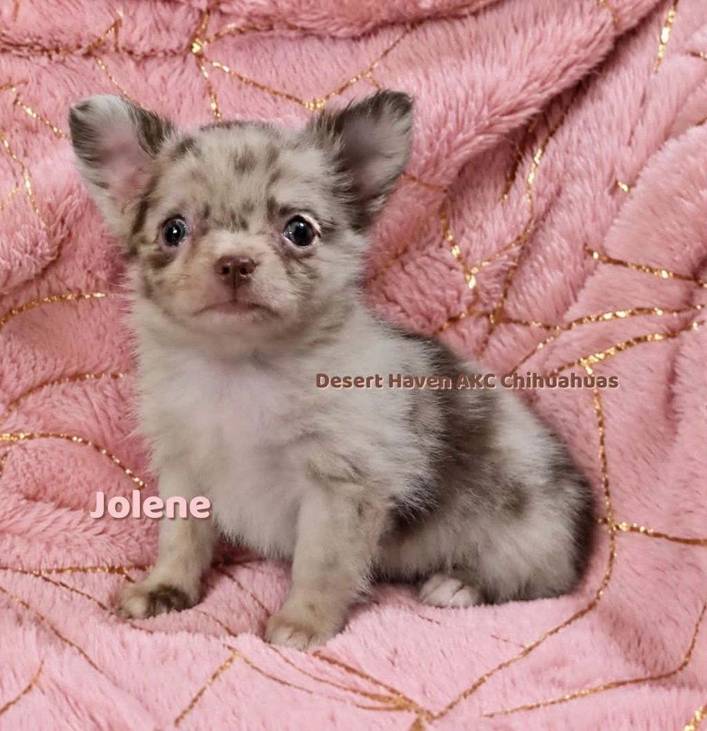 Cute merle Chihuahua puppy sitting on a pink blanket.