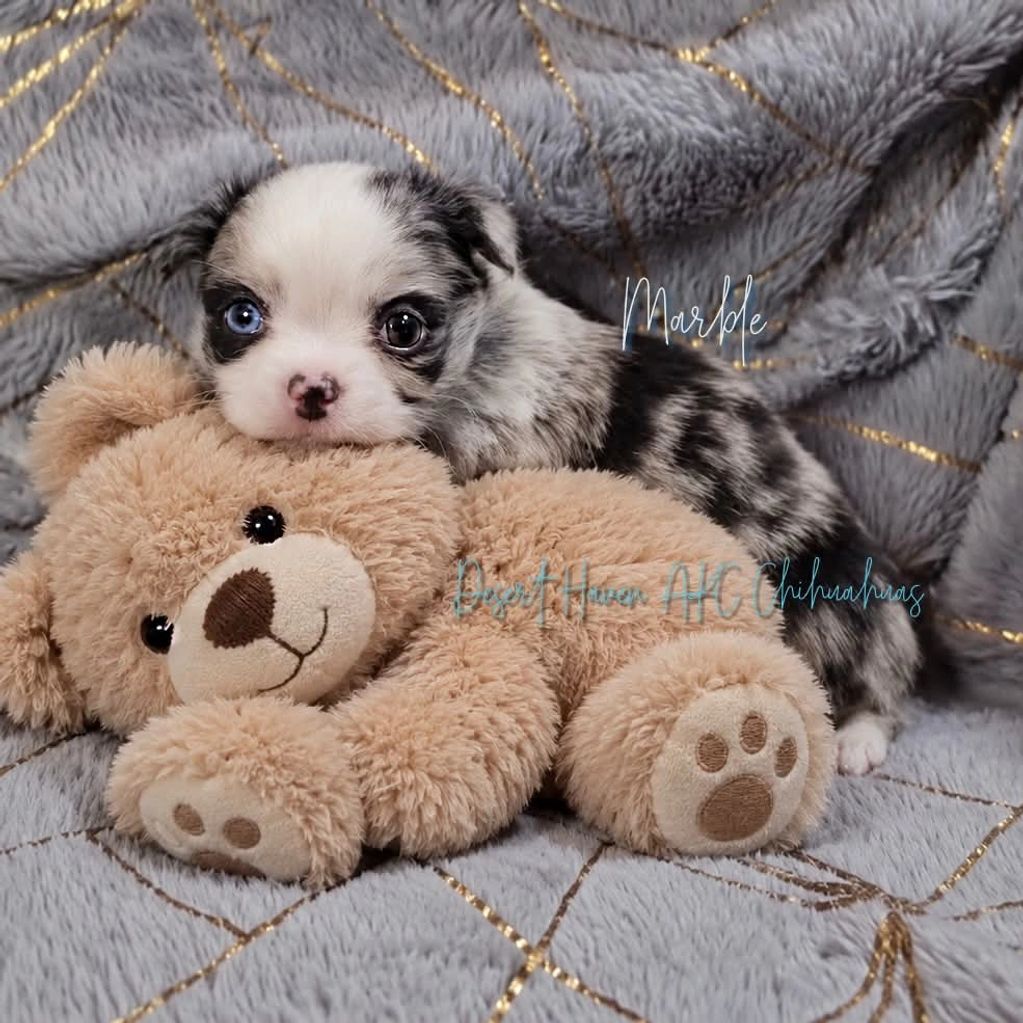 Tiny merle-patterned puppy cuddling a plush teddy bear.