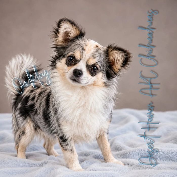 AKC Chihuahua merle male named Oakley owned by Desert Haven Chihuahuas of Arizona/Pam Padilla