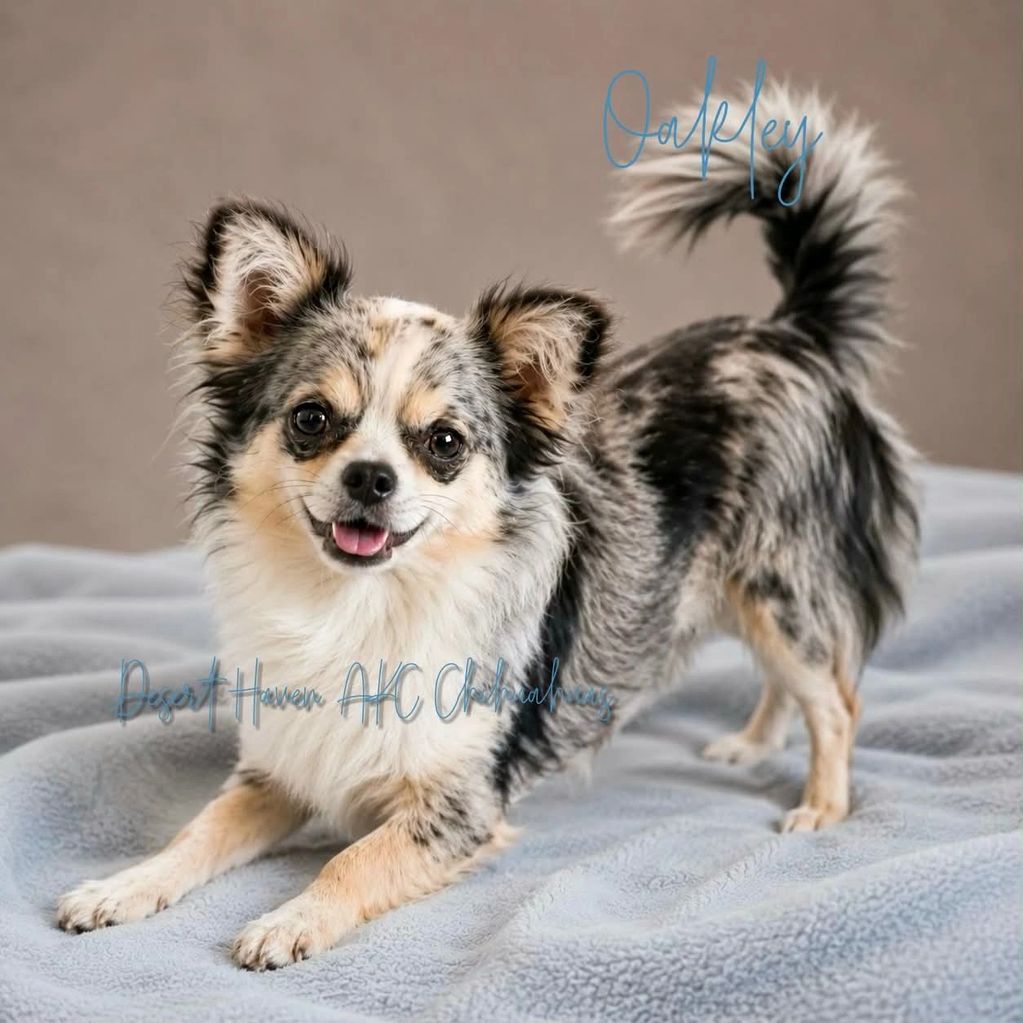 AKC Chihuahua merle male longcoat named Oakley owned by Pam Padilla, Desert Haven Chihuahuas of AZ