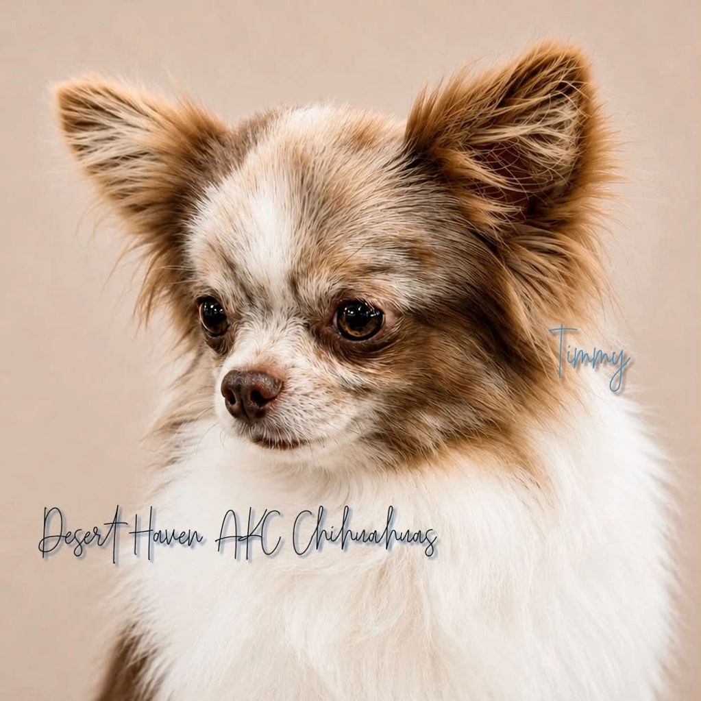 AKC Chihuahua male, chocolate merle spotted on white long coat owned by Desert Haven AKC Chihuahuas
