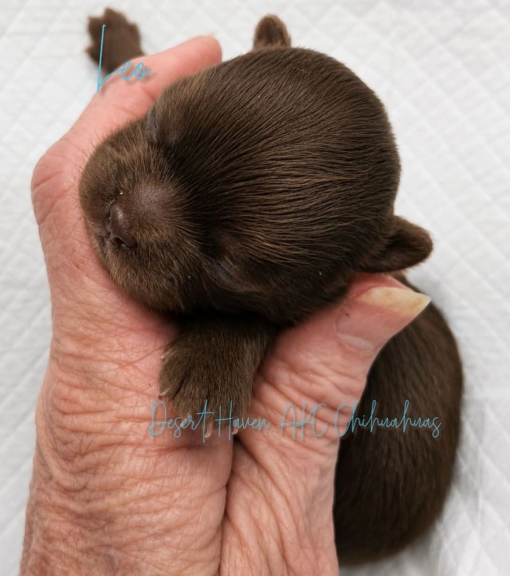 A long coat variety AKC Chihuahuas born 09 August 2026 to Desert Haven AKC Chihuahuas of AZ