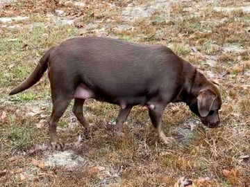 Pregnant lab