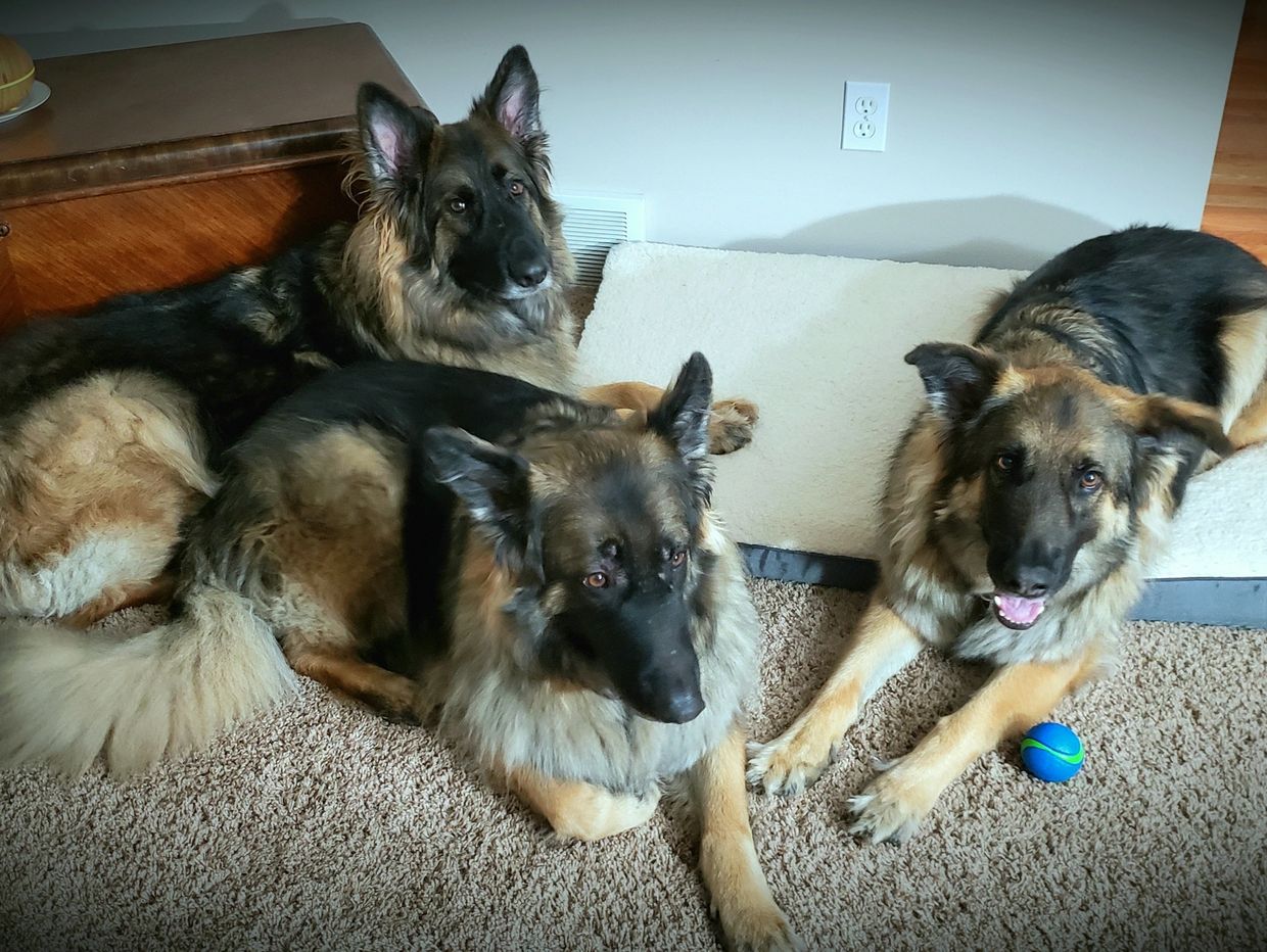 3 German Shepherds trained in their home