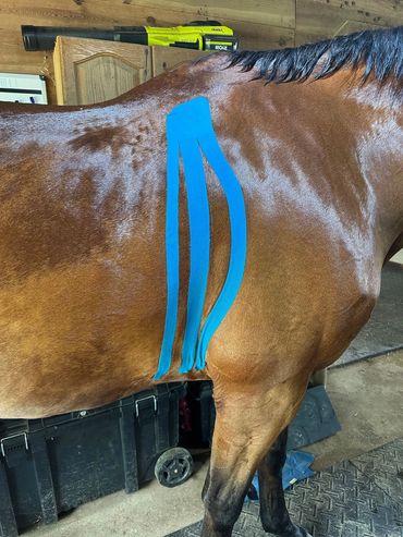 TMJ Taping for girthiness