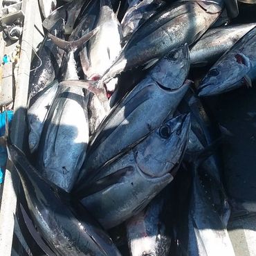 Albacore tuna on deck