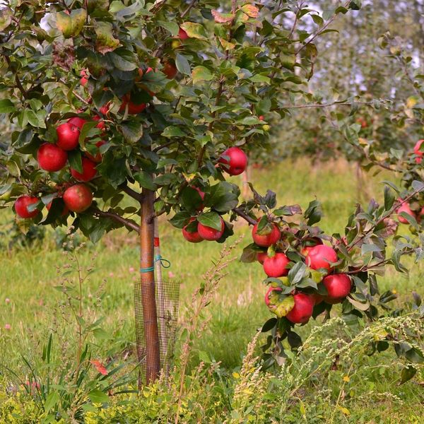 Apple orchard with ripe red apples on small trees.