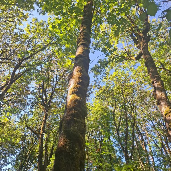 Sunlit tall trees with lush green leaves under a clear blue sky.