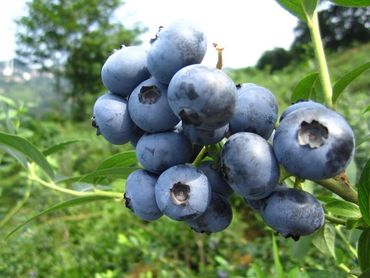 Yaban Mersini Çeşitleri