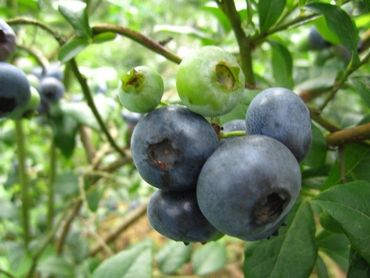 Olgunlaşmış Yaban Mersini