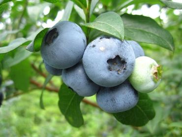 Bluegold Yaban Mersini