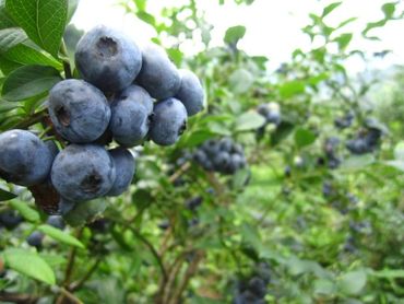 Yaban Mersini Bahçesi