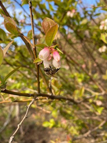 Yaban Mersini Fidanı