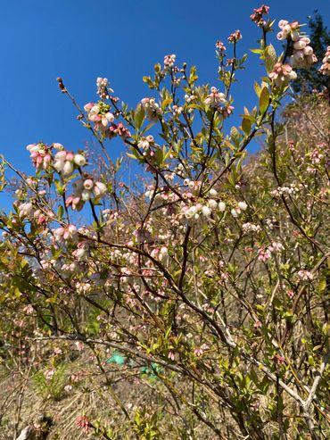 Yaban Mersini Bahçesi