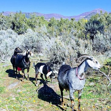 Watch the goat girls here at Sage View Ranch in Paonia, Colorado. 