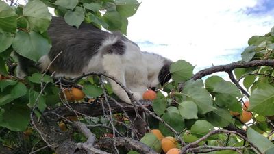 Princess the cat harvesting in one of 50 apricot trees