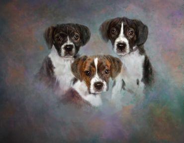Trio of borden pups, painting with abstract pastel background