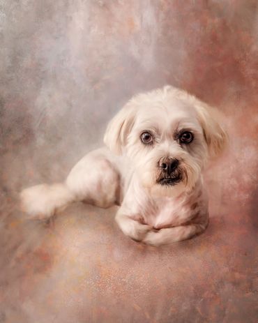 Painting of little white dog on pink background